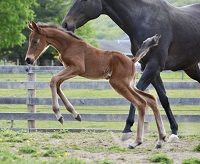 2023_Foal_Seafire_American Dream x Shoptillclosing 200x