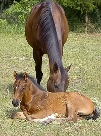 2023_Foal_Rip_Seaway Summer x Cadlanvaley Manhatten 200x