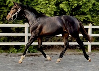 2023_Foal_Regal Ritchie_Graceful x Uno Don Diego 200x