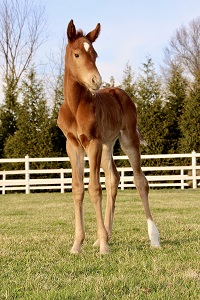2023_Foal_Savvy Savannah_Wilhemina x Floranius II 200x