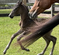 2023_Foal_Lieutenant_Lider 7 x Loran 3 200x