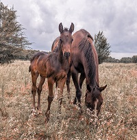 2023_Foal_Colt_JC Chocolate Cancan x Rubinero 200x