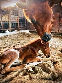 2023_Foal_Filly_Frenchman Fabs Gypsy x Quahadi 200x