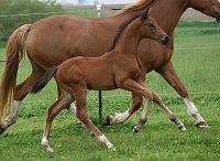 2023_Foal_Talladega GS_O'Canada x Louisville HTF 200x