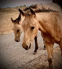 2023_Foal_Trump_Circle Bar Money Gal x Doc Seas Whiskey 200