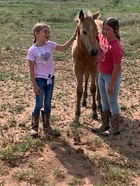 2023_Foal_Dolly Parton_La Patroan x Doc Seas Whiskey 200x