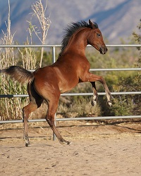 2023_Foal_Areej el Koloob 23 BM_HC Abla Raqqas_Ameer El Kaloob 200x