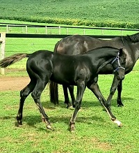 2023_Foal_Pura Vida MBP_Zara MBP x Pixar 200x(2)
