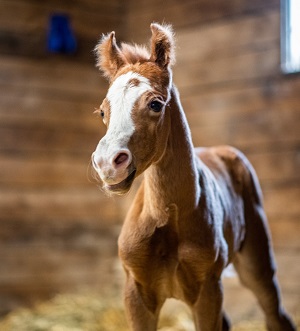 ^2023_Foal_Peppy's Texan Jewel_ Dam Name_Boon Too Suen cropped 300x