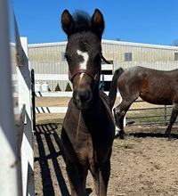 2024_Foal_Molly_TDM Excelsiora GCH_Detweilers Mizteri Man 200x