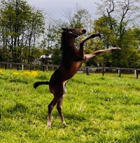 2024_Foal_Furst Moon_Roulette VT_Furst Gribaldi 200x