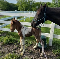 2024_Foal_Little Man_Savanna_TF Red Chief 200x