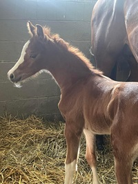 2024_Foal_Lady First_Lady Bug_CadlanValley Manhatten 200x