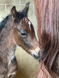 2024_Foal_Bubbles Up FD_Tours Rocket_CadlanValley Manhatten 200x