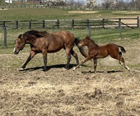 2024_Foal_Nyx_Alpha Princess Kelle_Wimpy McClain  200x
