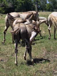 2024_Foal_Filly_Blackberry Whiskey_Black Gotta Gun 200x