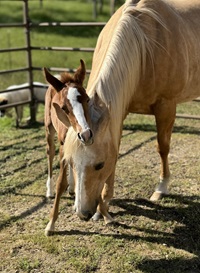2024_Foal_Tsuki_Ruby's Radar_OMG Cee Melissa 200x