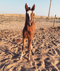2024_Foal_Billy Wunder AWS_Billy Echo_Runaway Queen 200x