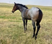 2024_Foal_Filly_Bet Hesa Cat_Hand Her A Rose 200x
