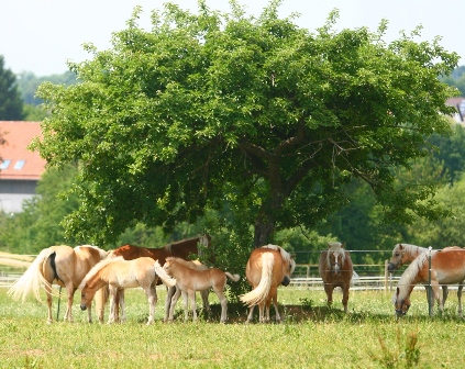 Haflingers