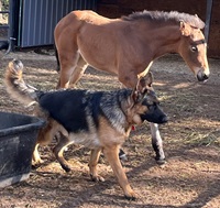 2024_Foal_Upintheair RMF_Louisville HTF_Southern Symphony 200x