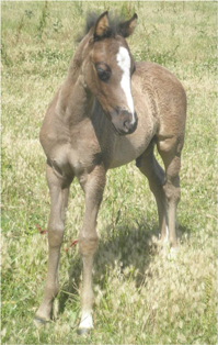 Littles colt