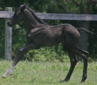 Rapunzel KIS (Rosall filly)