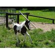 2012%20foals%20029