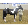 Pinto%20world%20show%202013%20119