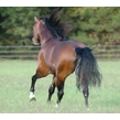 Hsc bewegung galopp vh01