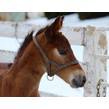 2017 stonebridge encore royalty for life colt