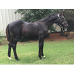 Weanling cabana