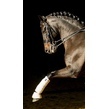 Sam grand prix head shot