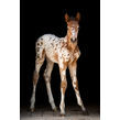 Brownspots 3