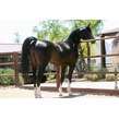 10. az chromium   homozygous black se stallion   age 3