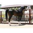 11. az chromium   homozygous black se stallion   age 3