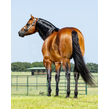 Kcm 9397 bradshaw released