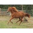 Yearling 5