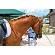 Hero head in bridle