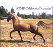Atmf california dreamin' 300fwname