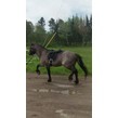 Toots working trot2