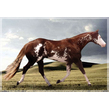 Brokertrot