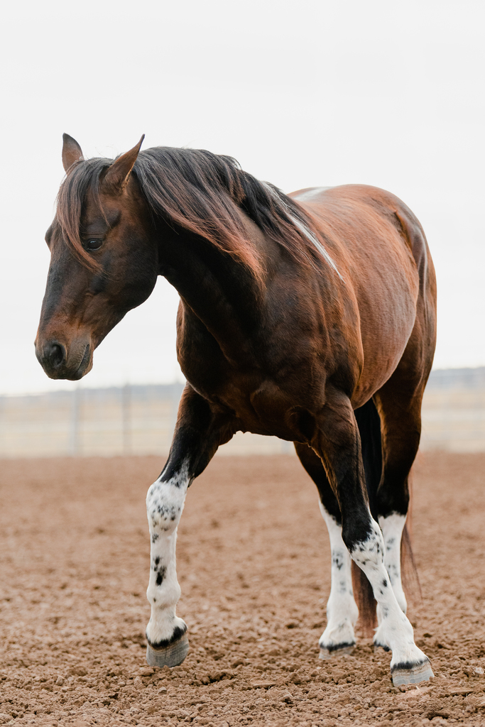 Select Breeders Services - Color Proof