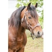 Img 8291