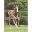 2023 filly bri 3