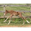 2023 filly bri 2