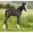 Spy foal pic r