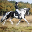 Emiel bp57 extended trot