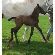 Northern quest blue sea 2014 filly w mare