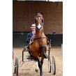 Dyno trotting into ring